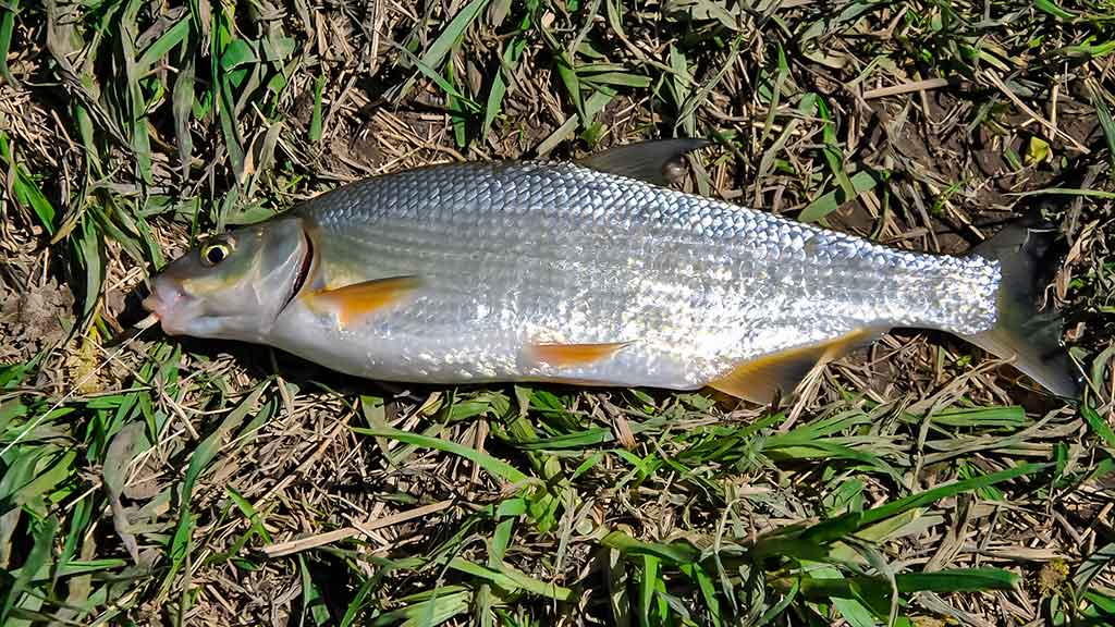 Žiobriai kimba penktadieniais vakare. Penki? Užteks Žiobriai kimba penktadieniais vakare. Penki? Užteks