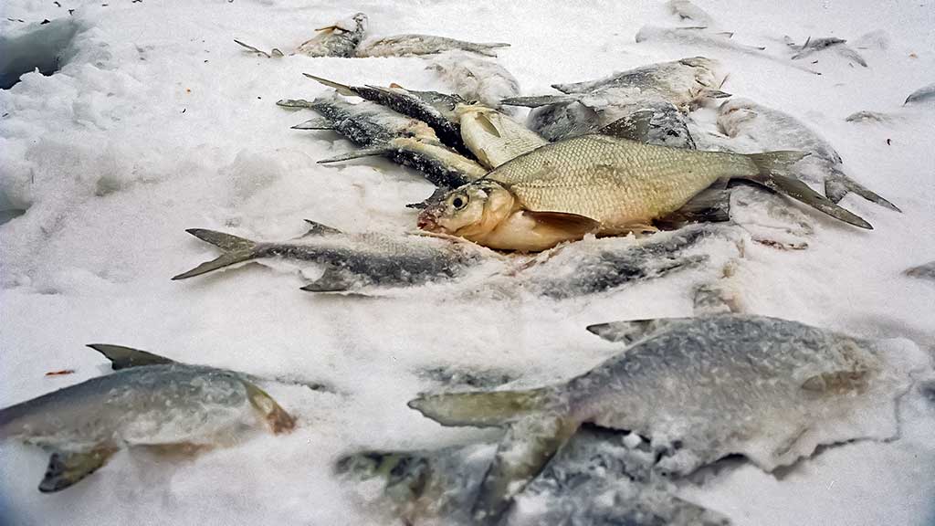 Karšio gaudymas, laikant rankas kišenėse. Pirma dalis Karšio gaudymas, laikant rankas kišenėse. Pirma dalis