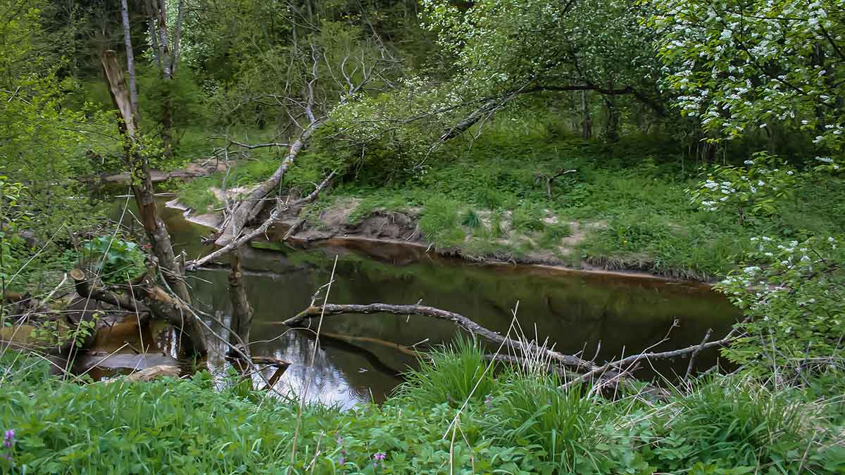 Kas upelyje gyvena. Pirma dalis Kas upelyje gyvena. Pirma dalis