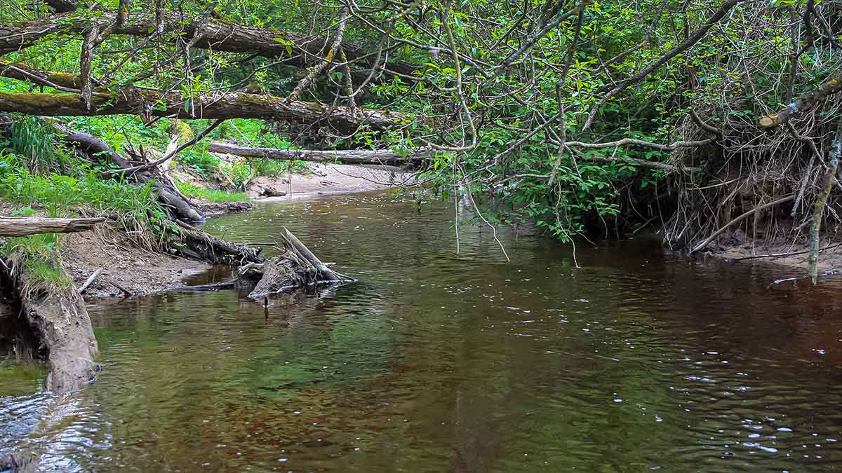 Kas upelyje gyvena. Trečia dalis Kas upelyje gyvena. Trečia dalis