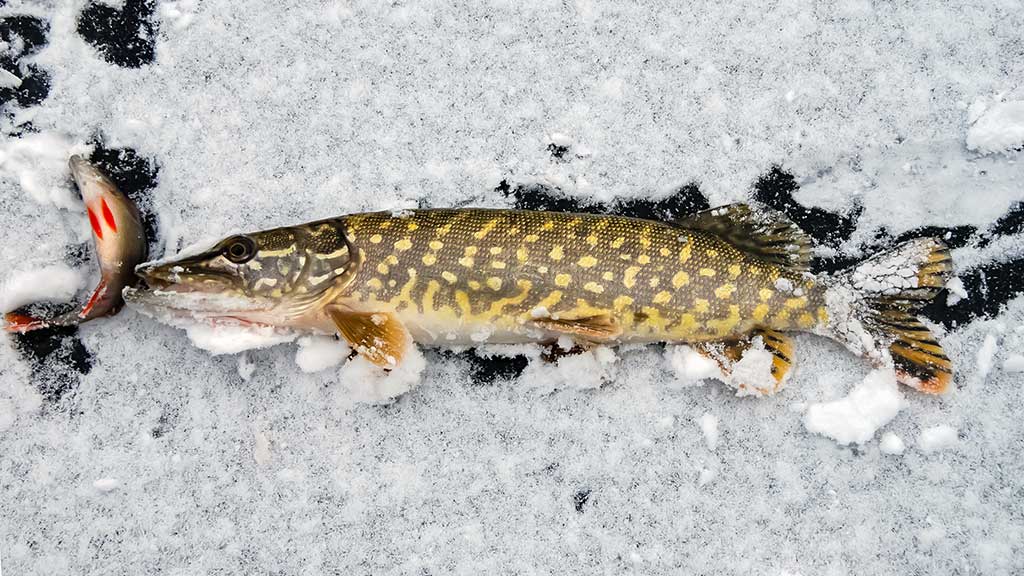 Poledinė lydekų žūklė – naujausi ir seniausi masalai Poledinė lydekų žūklė – naujausi ir seniausi masalai
