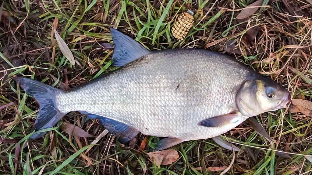 Karšių gaudymas sningant Karšių gaudymas sningant
