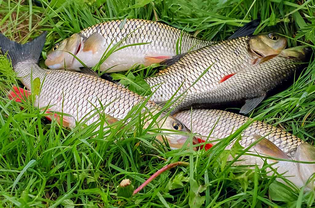 Vobleriai, su kuriais gaudau šapalus Vobleriai, su kuriais gaudau šapalus