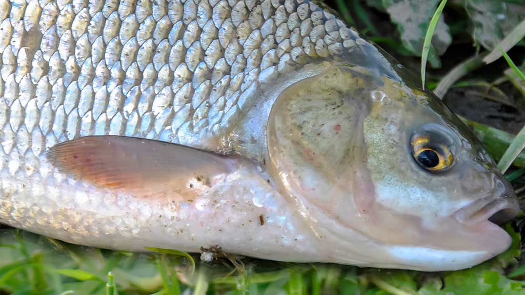 Meknės – pirmi pavasariniai laimikiai Meknės – pirmi pavasariniai laimikiai