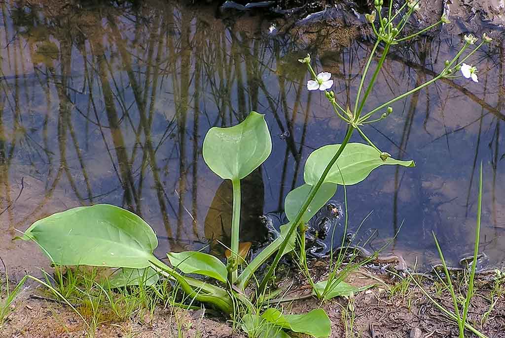 Vandens džiunglių labirintuose. Pusiau krante, pusiau vandenyje Vandens džiunglių labirintuose. Pusiau krante, pusiau vandenyje