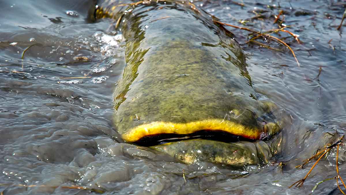Senelio blizgės ir šamo medžioklė. Trečia dalis Senelio blizgės ir šamo medžioklė. Trečia dalis