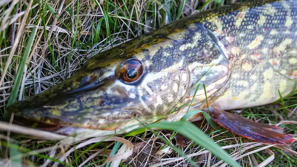 Mažesnių nei metras – negaudysim! Lydekų paieškos Mažesnių nei metras – negaudysim! Lydekų paieškos