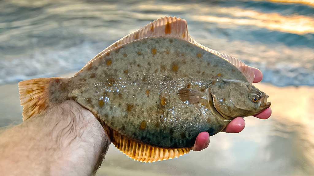 Kaip pagauti Baltijos plekšnę. Kada geriausiai žvejoti jūroje Kaip pagauti Baltijos plekšnę. Kada geriausiai žvejoti jūroje
