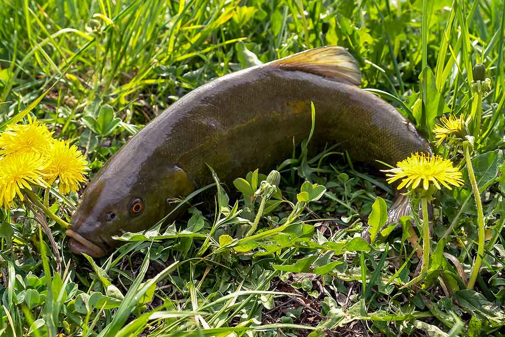 Vandens džiunglių labirintuose. Pusiau krante, pusiau vandenyje Vandens džiunglių labirintuose. Pusiau krante, pusiau vandenyje