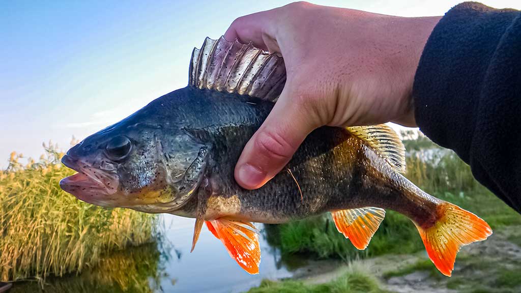 Sistemėlė pradedančiajam ir patyrusiam spiningautojui. Pirma dalis Sistemėlė pradedančiajam ir patyrusiam spiningautojui. Pirma dalis