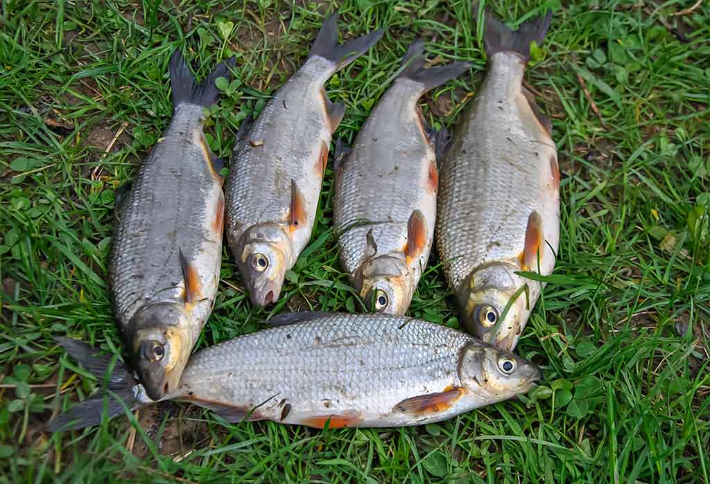 Žiobriai kimba penktadieniais vakare. Penki? Užteks Žiobriai kimba penktadieniais vakare. Penki? Užteks
