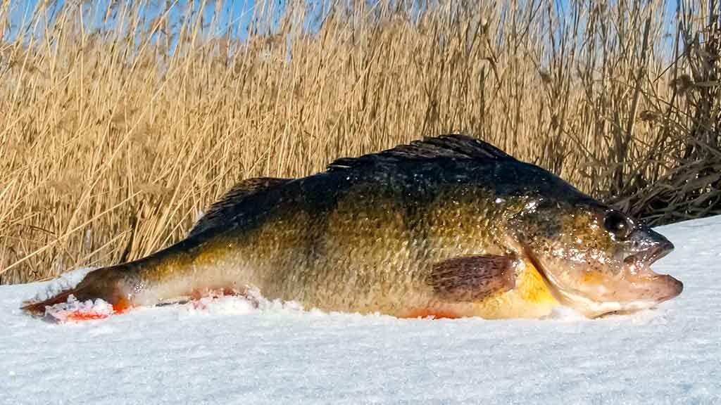 Ant ledo su švytuokle. Pirma dalis Ant ledo su švytuokle. Pirma dalis
