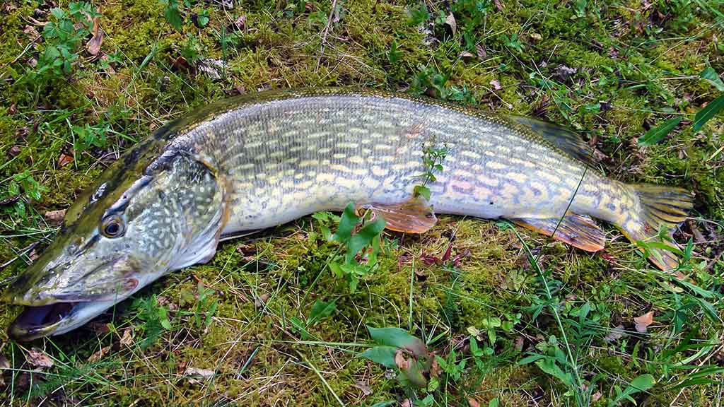 Mažesnių nei metras – negaudysim! Lydekų paieškos Mažesnių nei metras – negaudysim! Lydekų paieškos