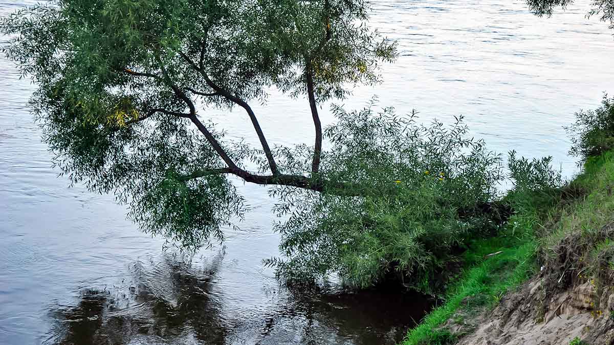 Kada šapalai tūno palei dugną Kada šapalai tūno palei dugną