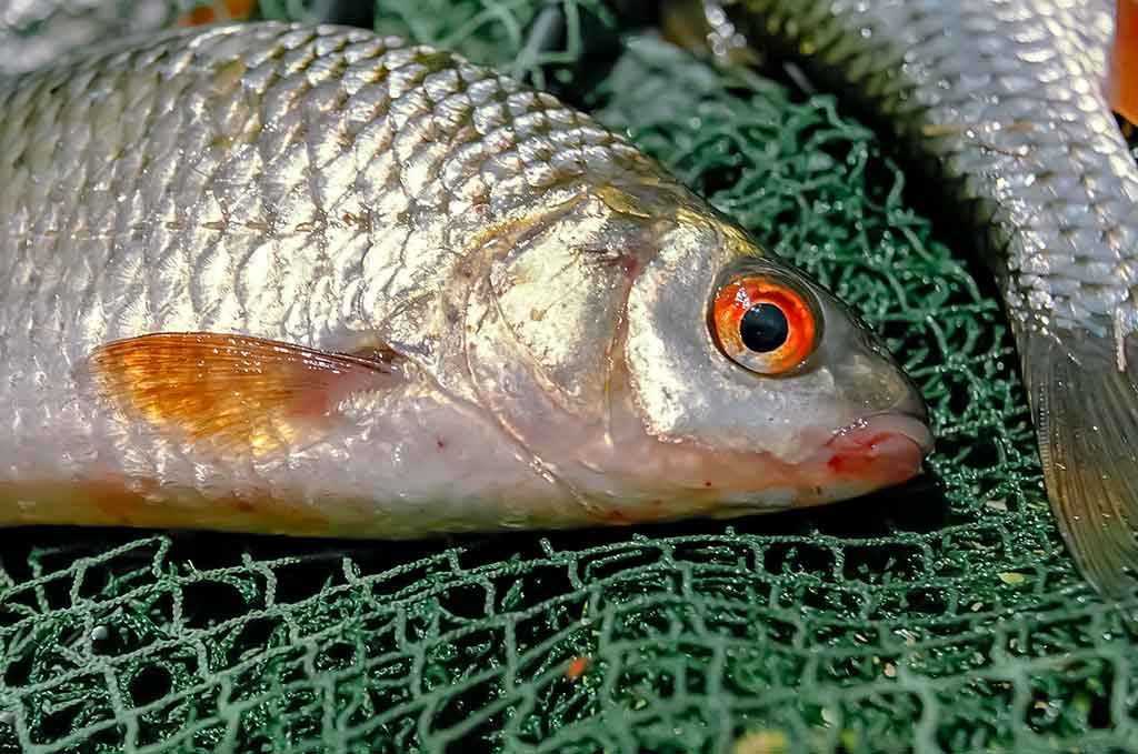 Kovo kuojos Kovo kuojos
