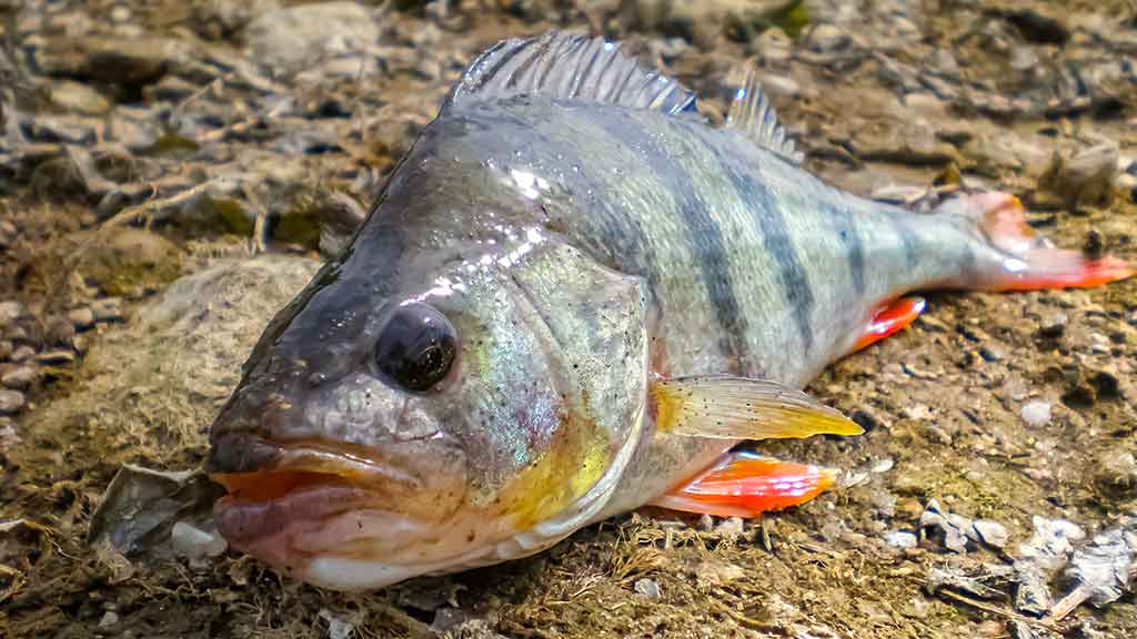 Sistemėlė pradedančiajam ir patyrusiam spiningautojui. Pirma dalis Sistemėlė pradedančiajam ir patyrusiam spiningautojui. Pirma dalis