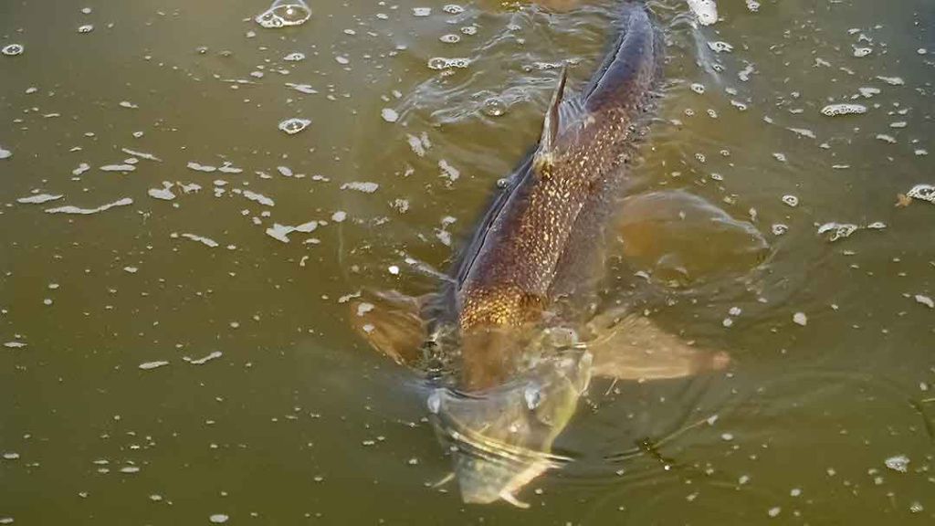 Nuspėjamas ir nenuspėjamas ūsorius Nuspėjamas ir nenuspėjamas ūsorius