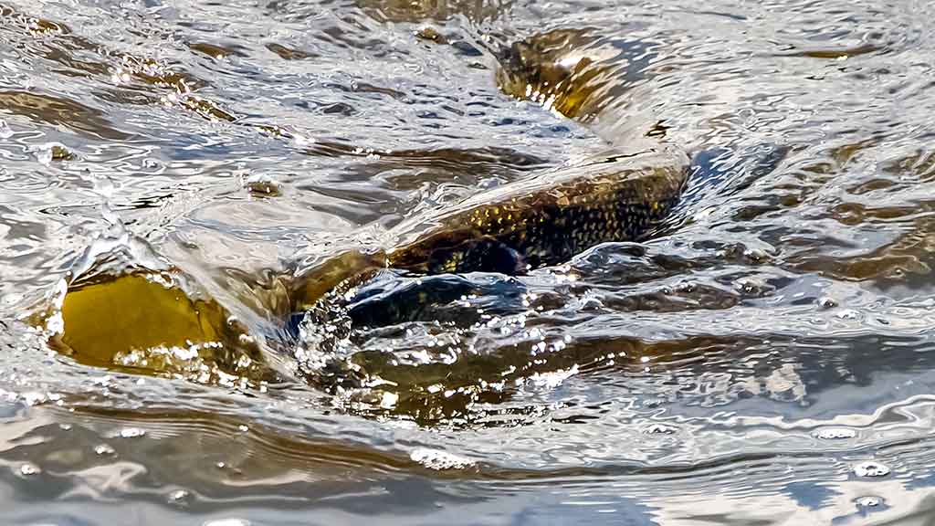 Žvejo aura. Pirma dalis Žvejo aura. Pirma dalis
