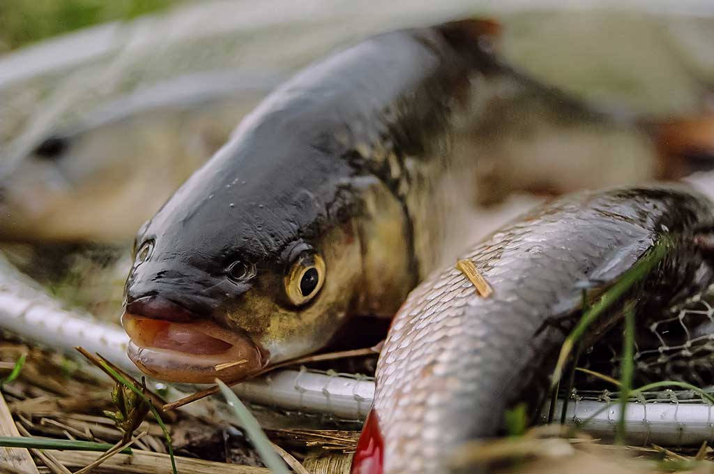 Su plūdine vidurupyje Su plūdine vidurupyje