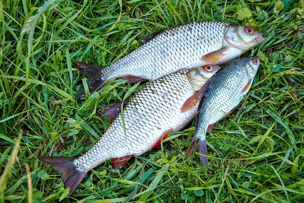 Masalai, kurių niekas (beveik niekas) nenaudoja Masalai, kurių niekas (beveik niekas) nenaudoja