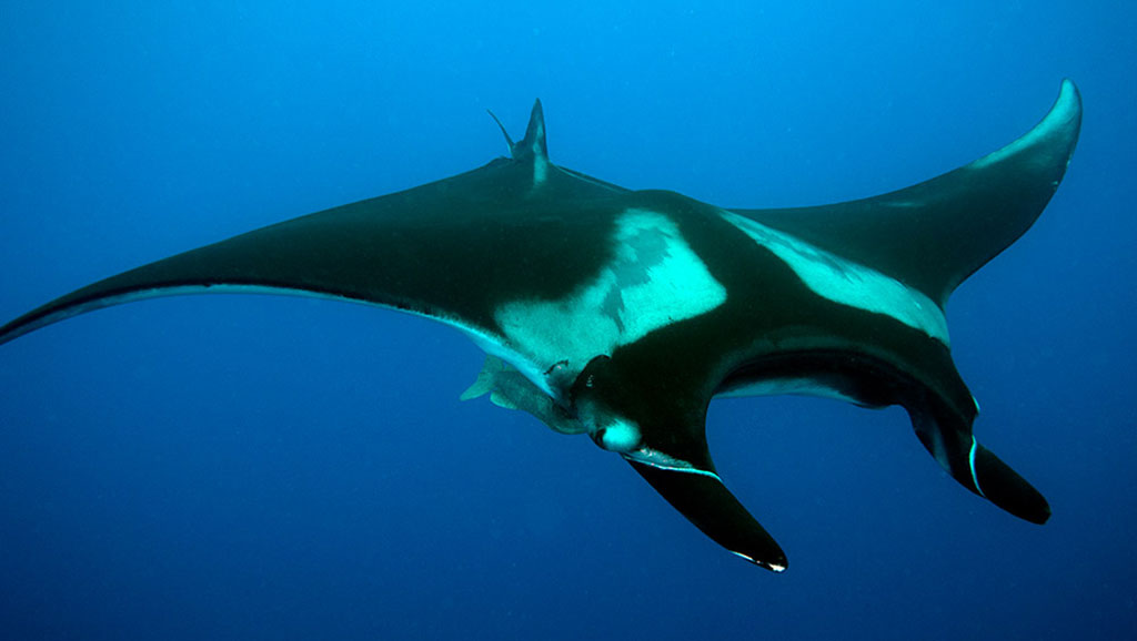 Gigantiškasis jūrų velnias (Manta birostris) Gigantiškasis jūrų velnias (Manta birostris)