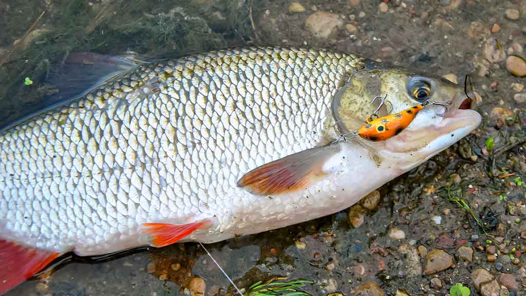 Vandens džiunglių labirintuose. Ne vien augalai Vandens džiunglių labirintuose. Ne vien augalai