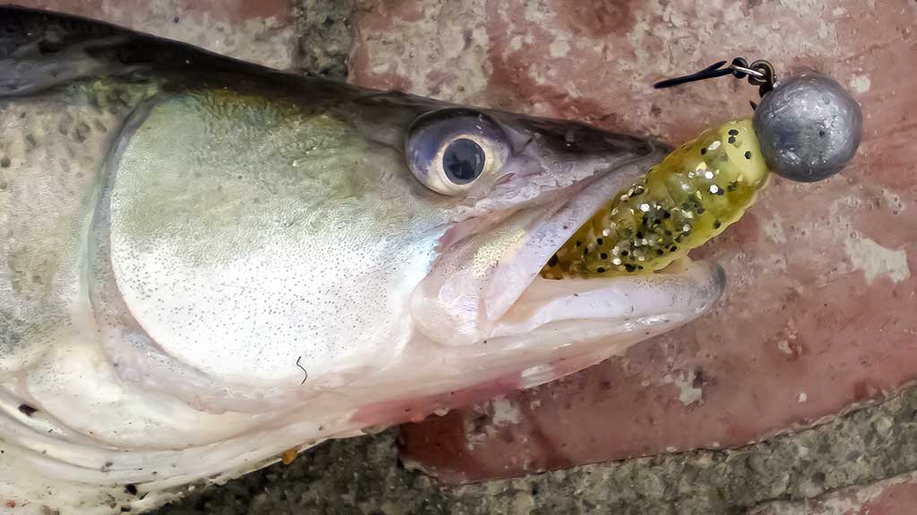 Sterkai iš tvenkinio dugno Sterkai iš tvenkinio dugno