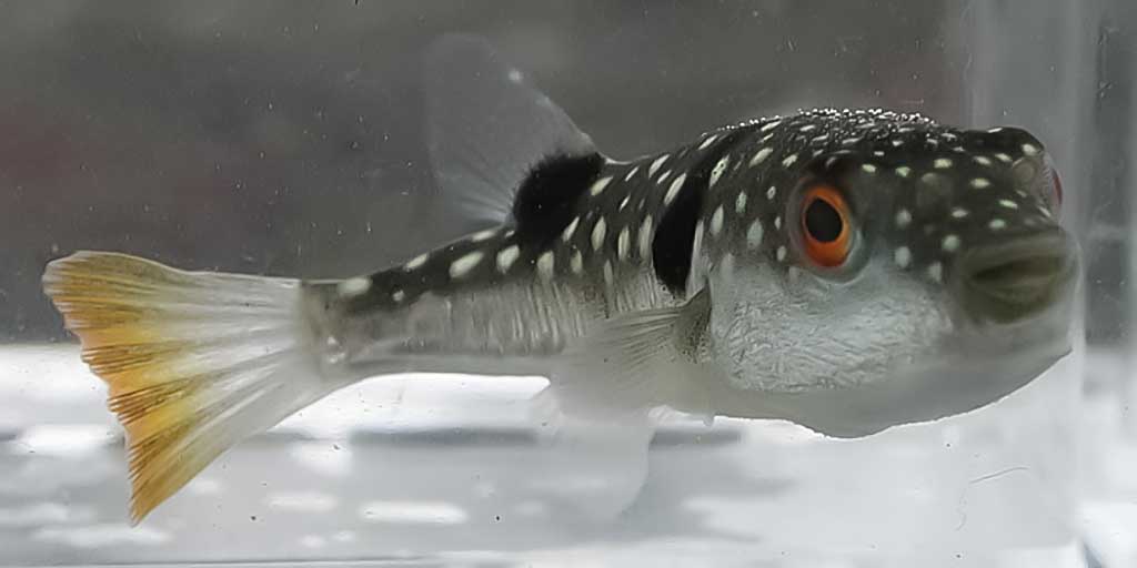 Fugu (Takifugu niphobles) Fugu (Takifugu niphobles)