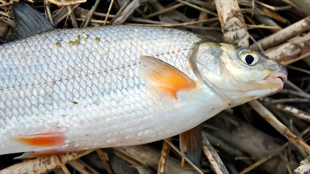 Sudužę margučiai arba kaip Dievas juokiasi Sudužę margučiai arba kaip Dievas juokiasi