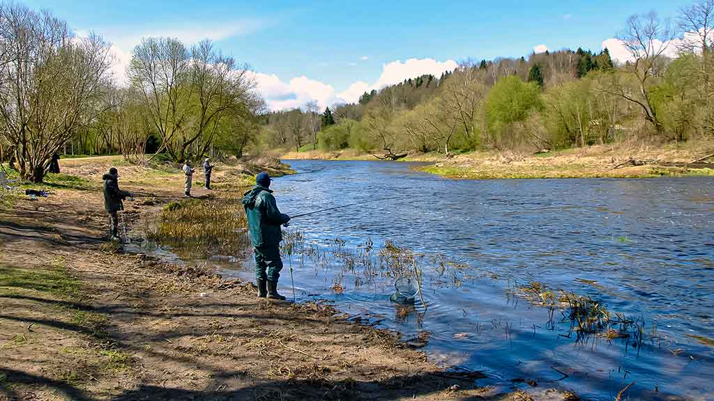Žiobriai kimba penktadieniais vakare. Ar žiobriai turi sparnus? Žiobriai kimba penktadieniais vakare. Ar žiobriai turi sparnus?