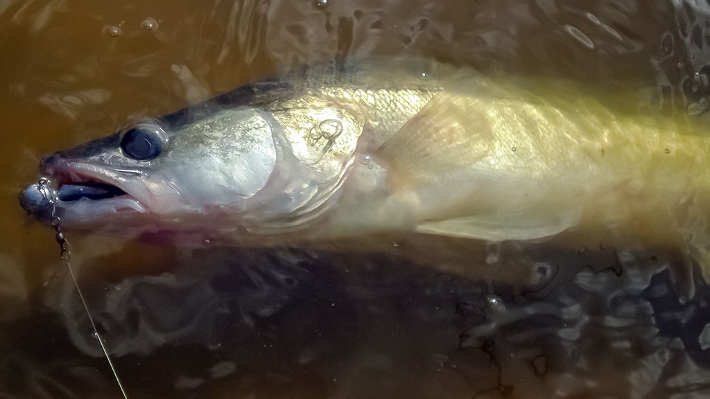 Sterkai iš tvenkinio dugno Sterkai iš tvenkinio dugno