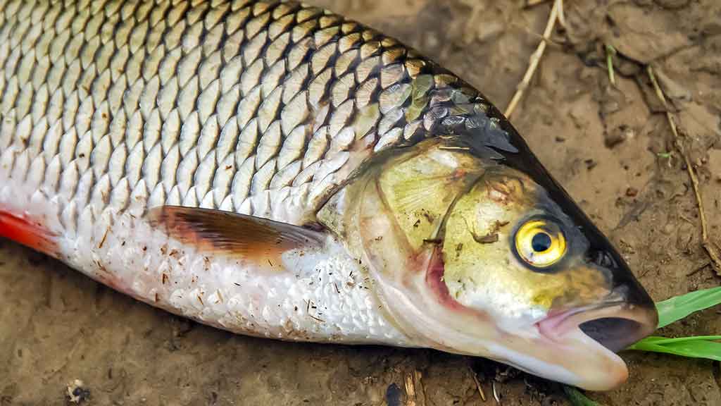 Nemunas, plūdinė ir senos dambos. Kitaip nei vasarą Nemunas, plūdinė ir senos dambos. Kitaip nei vasarą