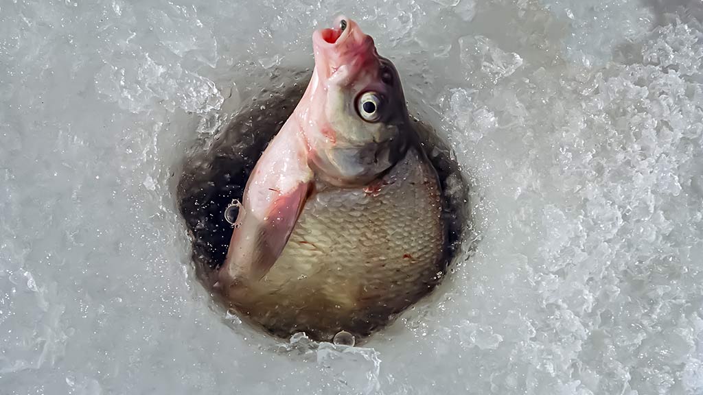 Bemasalinė avižėlė – mitai ir tikrovė Bemasalinė avižėlė – mitai ir tikrovė