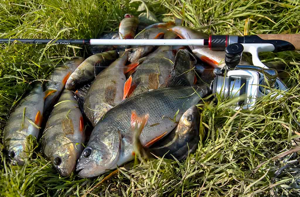 Geriau trumpas ar ilgas kotas? Geriau trumpas ar ilgas kotas?