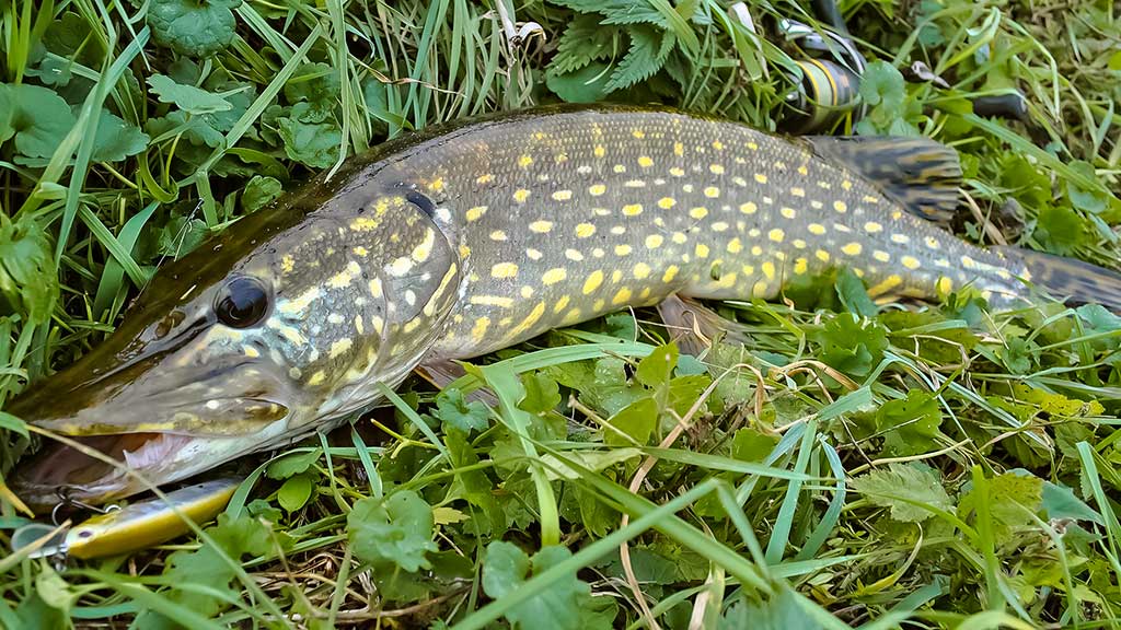 Lydekos, tvičingas ir dideli vobleriai. Kuo ypatingi šie masalai? Lydekos, tvičingas ir dideli vobleriai. Kuo ypatingi šie masalai?