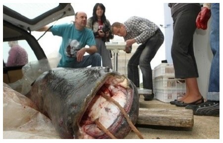 95 kilogramus sveriantis šamas 95 kilogramus sveriantis šamas