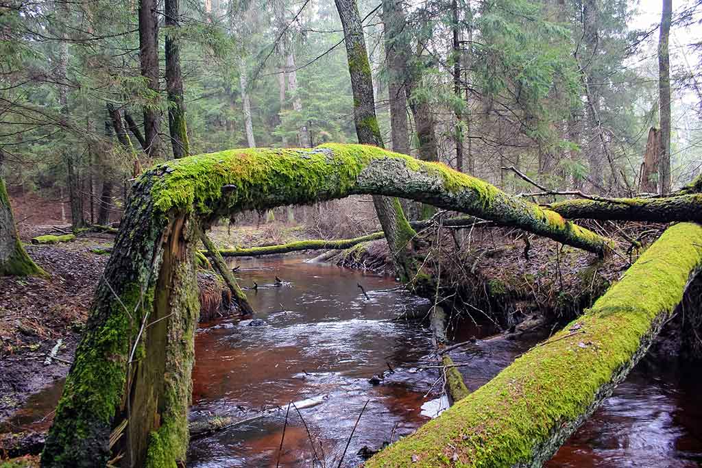 Upėtakių gaudymas sukriukėmis. Besibaigiant pavasariui ir vasarą Upėtakių gaudymas sukriukėmis. Besibaigiant pavasariui ir vasarą