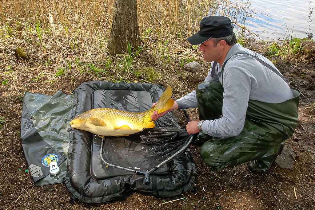 Kaip pagauti Nemune karpį. Masalų ir žūklaviečių paieškos Kaip pagauti Nemune karpį. Masalų ir žūklaviečių paieškos