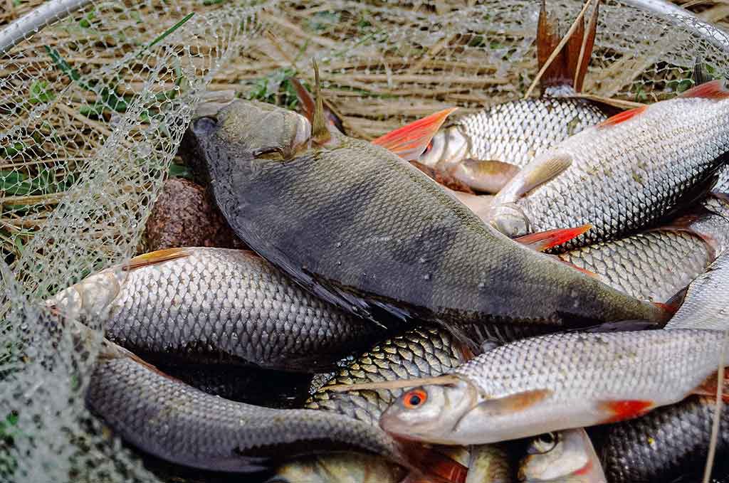 Nubudusio vandens vilionės. Pirma dalis Nubudusio vandens vilionės. Pirma dalis