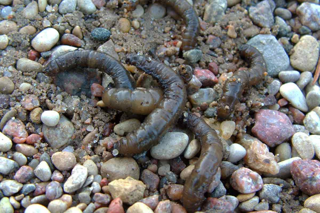 Ilgakojo uodo lerva - pindrakas Ilgakojo uodo lerva - pindrakas