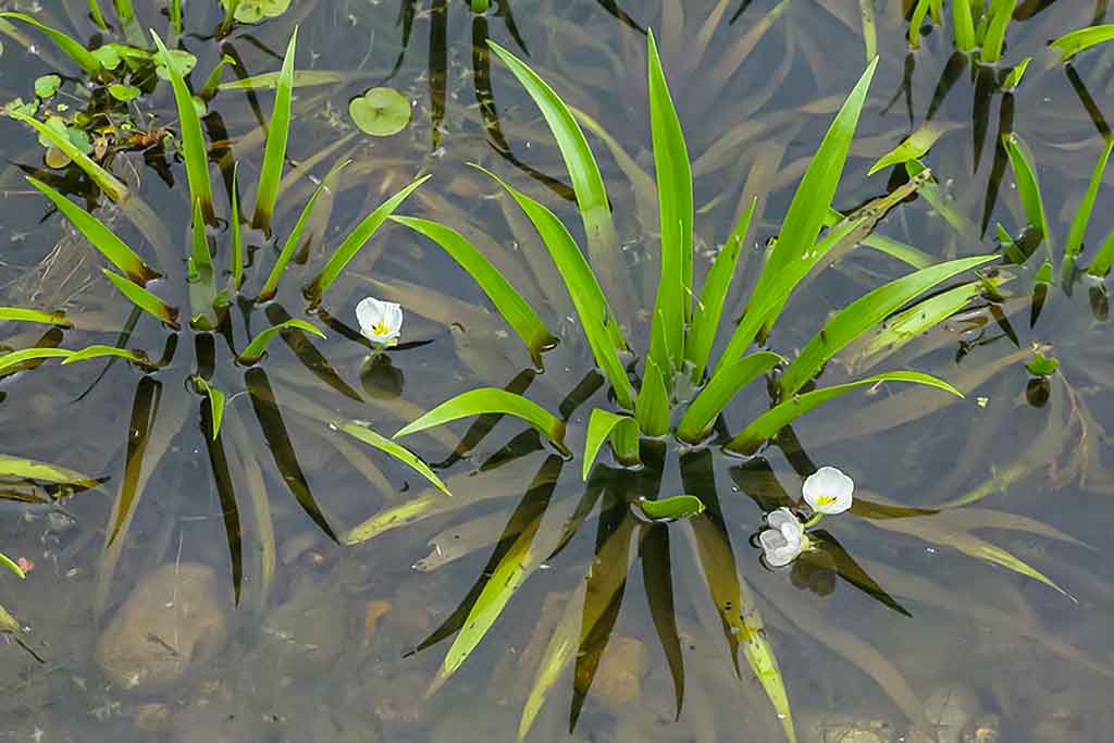 Vandens džiunglių labirintuose. Žuvų mėgstami ir nemėgstami Vandens džiunglių labirintuose. Žuvų mėgstami ir nemėgstami