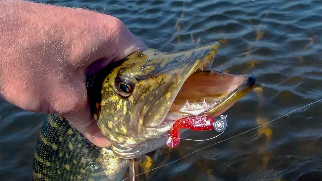 Kaip „reanimuoti“ guminukus Kaip „reanimuoti“ guminukus