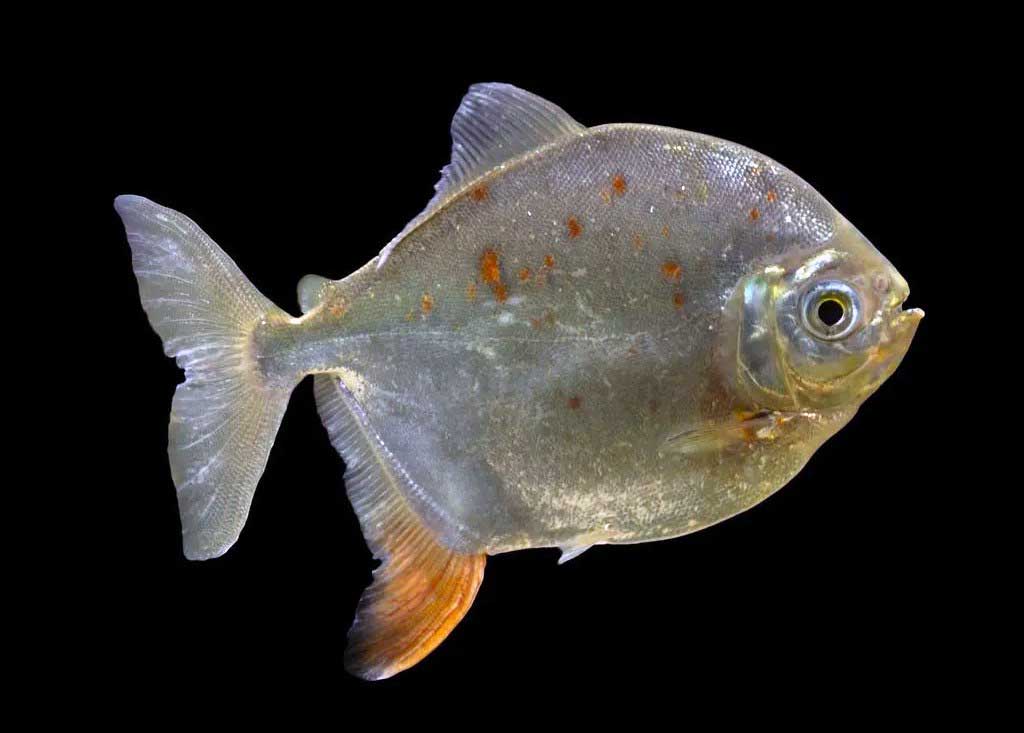 Žuvis-doleris (Metynnis hypsauchen) Žuvis-doleris (Metynnis hypsauchen)