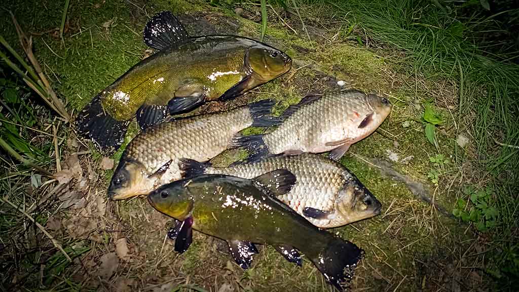 Lyną – ūkiškai Lyną – ūkiškai