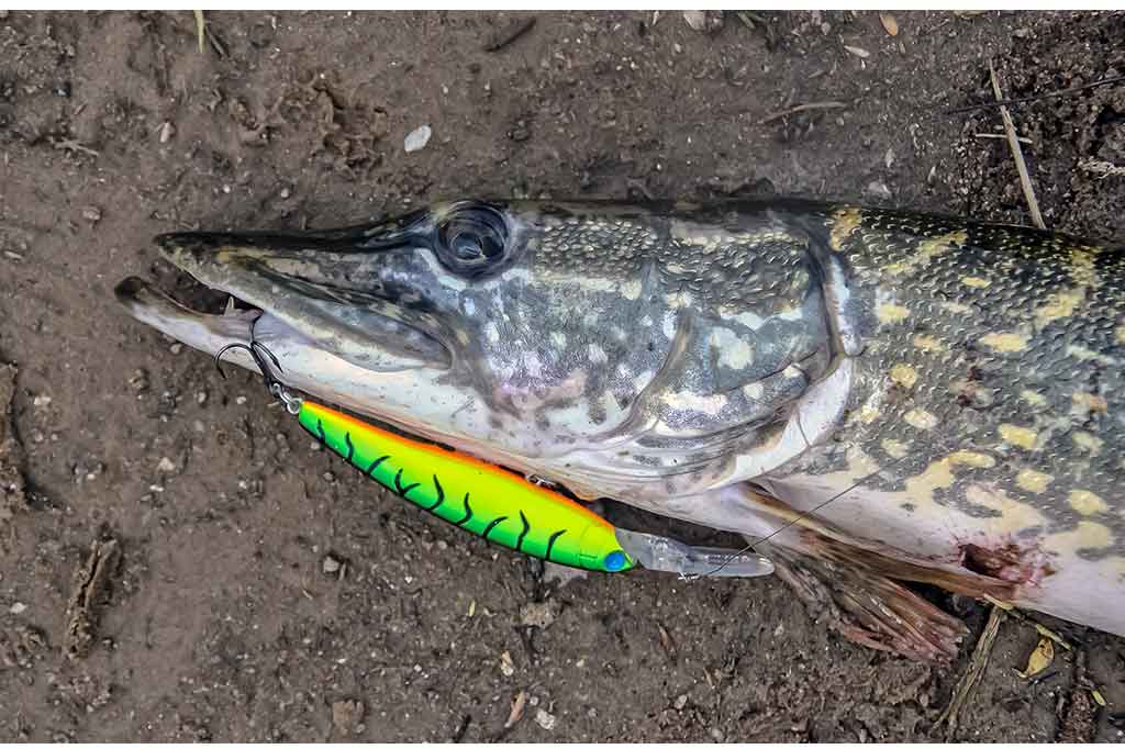 Apie tvičingą ir jiems tinkamus spiningus Apie tvičingą ir jiems tinkamus spiningus