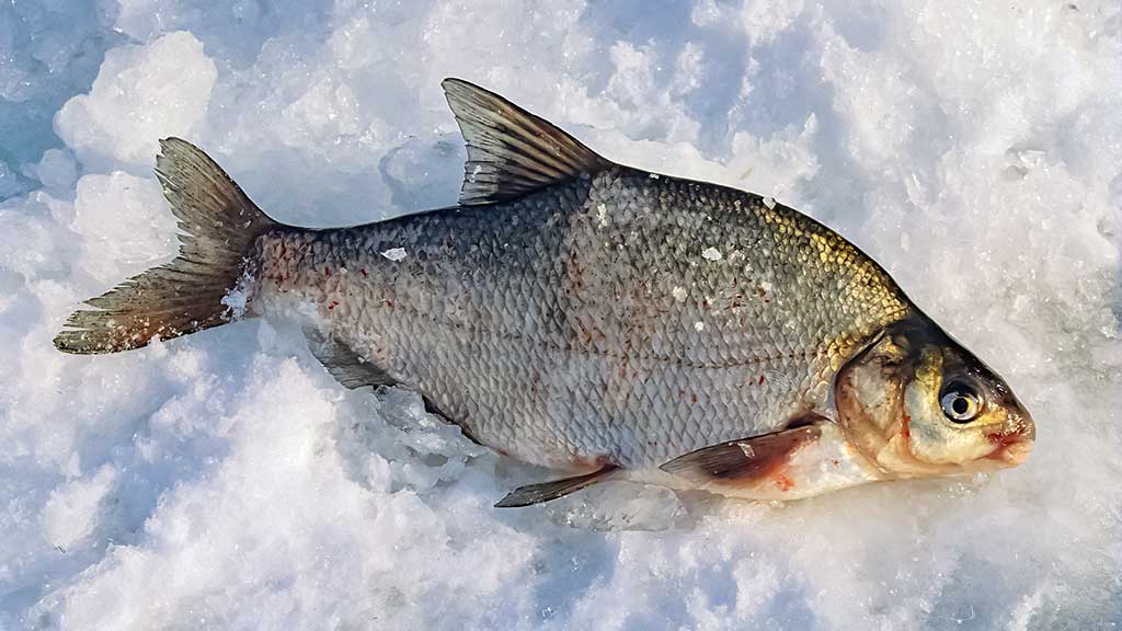 Šiek tiek kitaip apie karšių jaukinimą Šiek tiek kitaip apie karšių jaukinimą