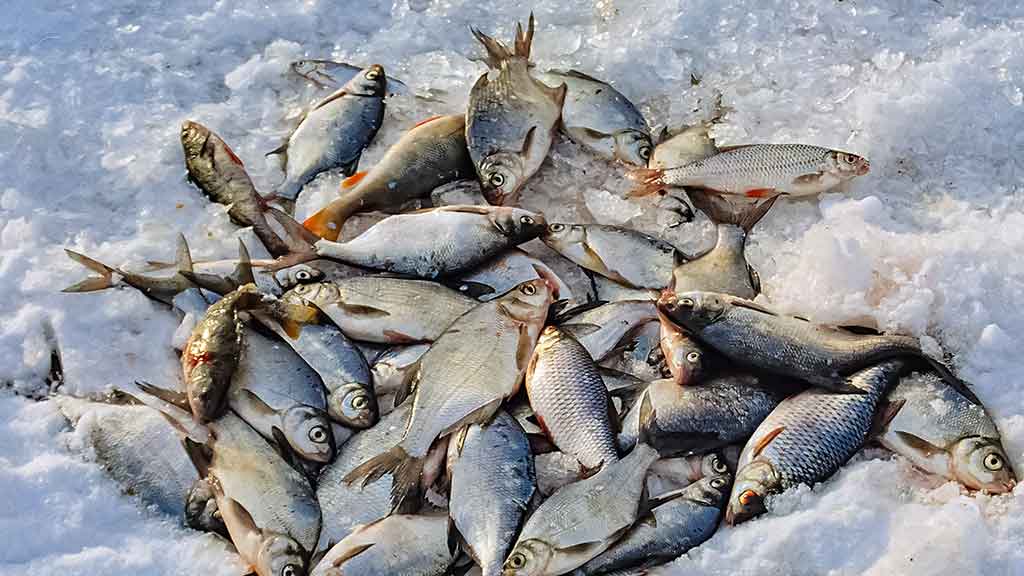 Šiek tiek kitaip apie karšių jaukinimą Šiek tiek kitaip apie karšių jaukinimą