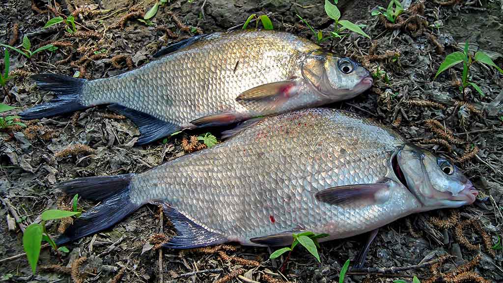 Meškeriojimas bolonine – aktyvios žūklės pavydėtų net spiningautojas Meškeriojimas bolonine – aktyvios žūklės pavydėtų net spiningautojas
