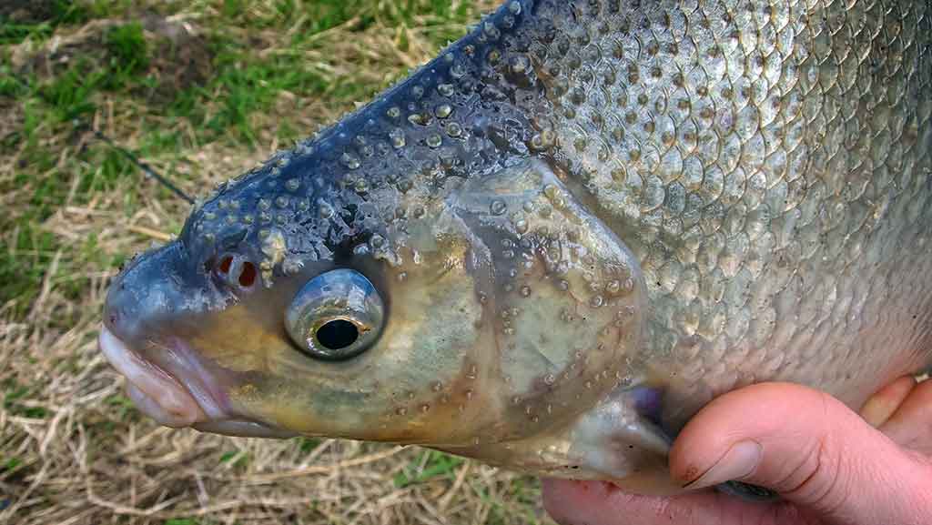 Karšius žvejoju taip... Kuo žavi šių žuvų žūklė Karšius žvejoju taip... Kuo žavi šių žuvų žūklė