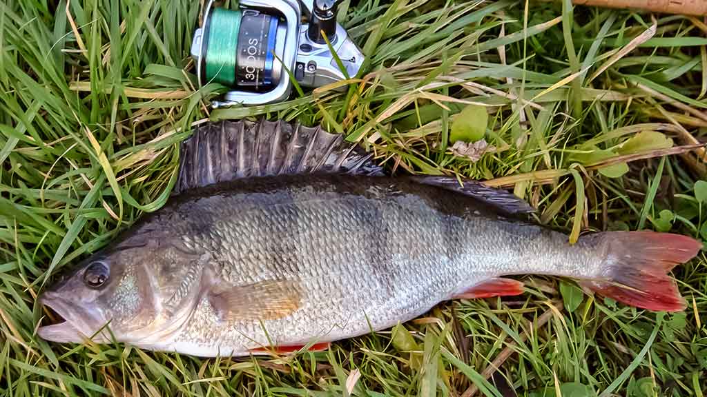 Ešerių žūklė guminukais. Tikrajam rudeniui prasidėjus Ešerių žūklė guminukais. Tikrajam rudeniui prasidėjus